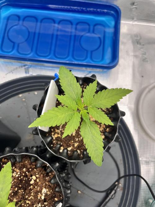 First One. Week 1