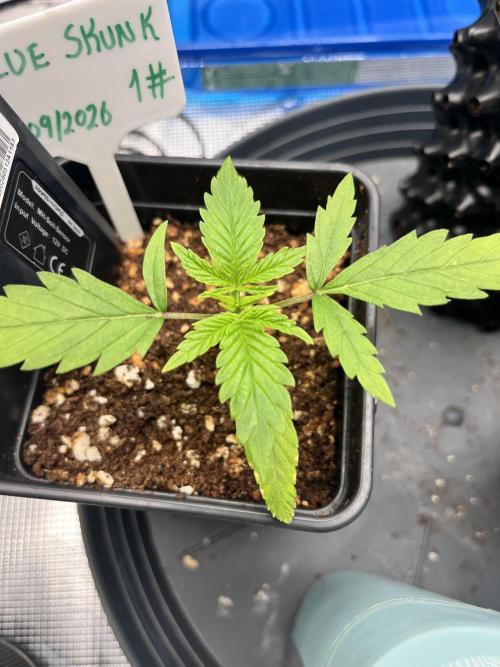 First One. Week 2