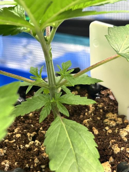 First One. Week 2
