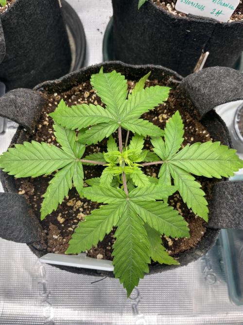 First One. Week 3