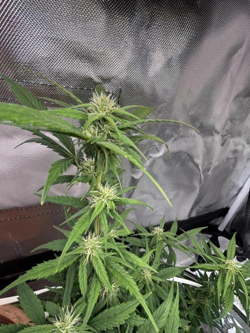 First grow. Week 7