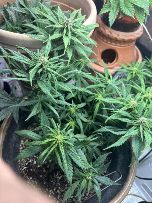 First grow. Week 7