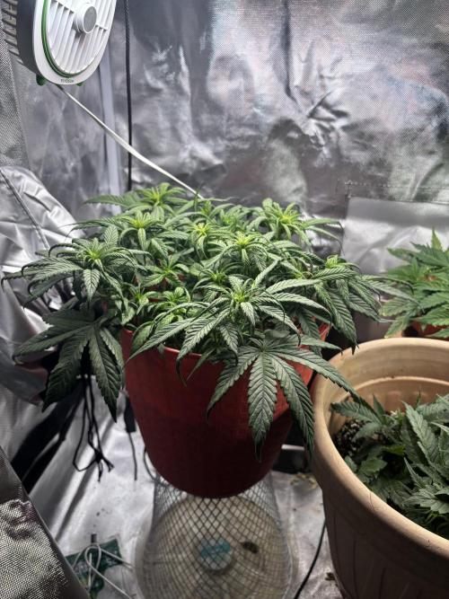 Strawberry gorilla. Week 6