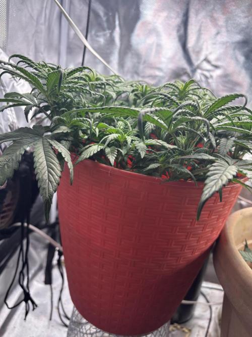 Strawberry gorilla. Week 6