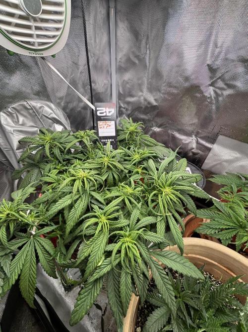 Strawberry gorilla. Week 6