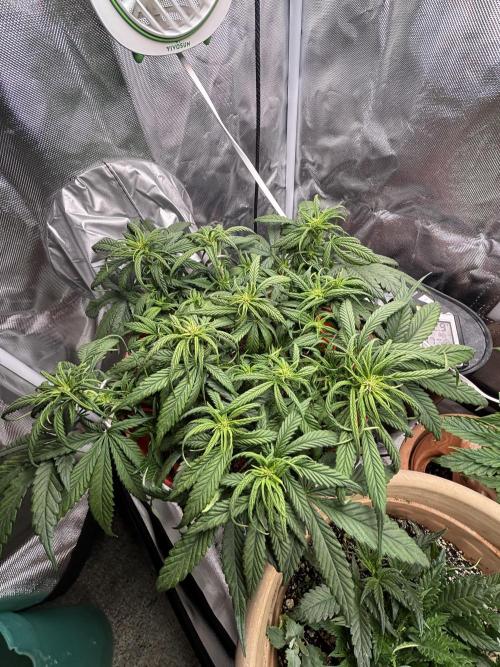 Strawberry gorilla. Week 6