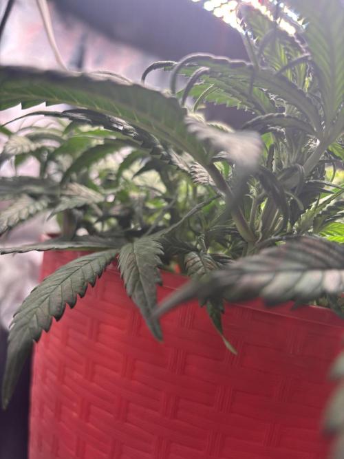 Strawberry gorilla. Week 6