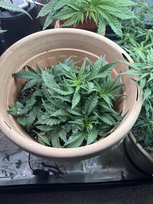 Apple stredel. Week 3