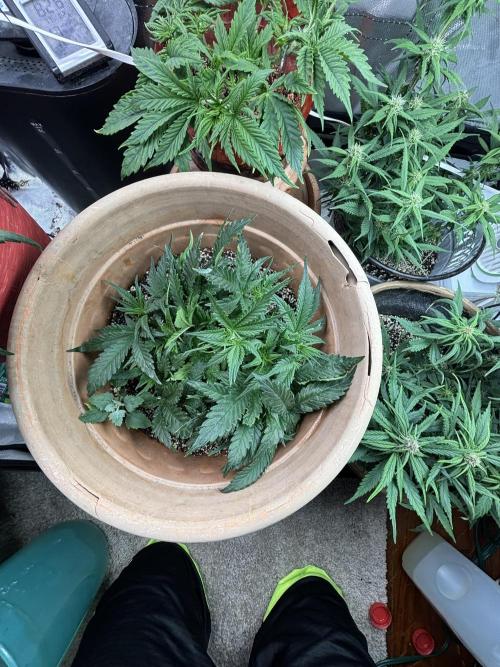 Apple stredel. Week 3