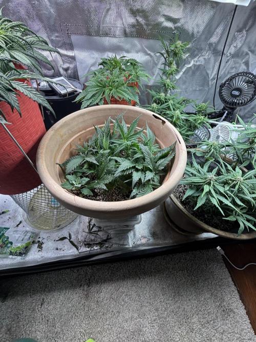 Apple stredel. Week 3