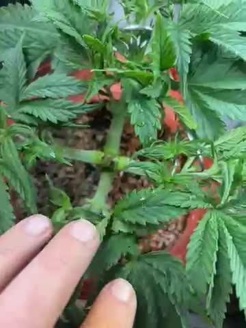 Mix pack from fast buds