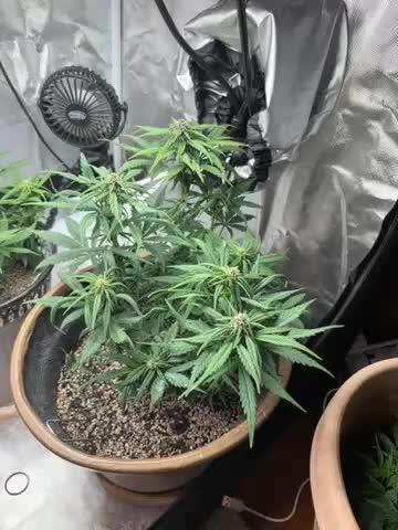 First grow