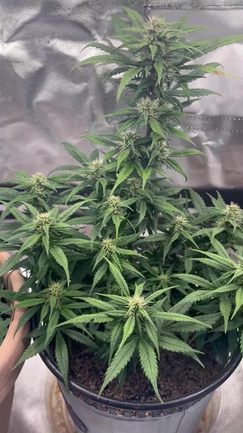 First grow