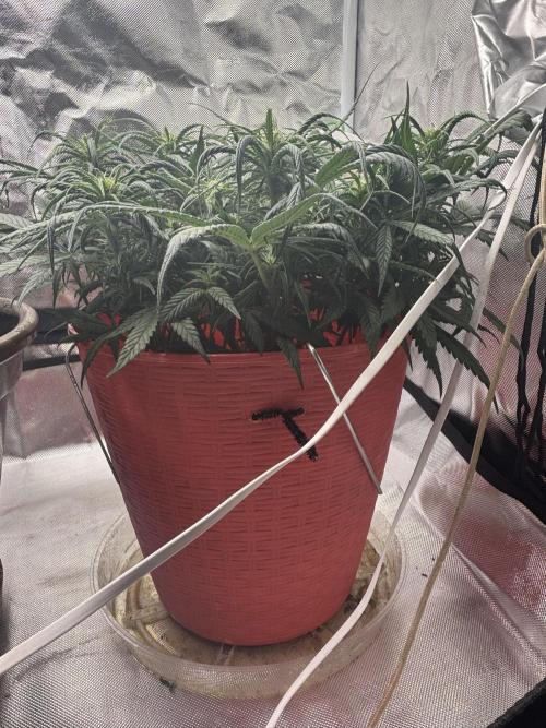 Strawberry gorilla. Week 7