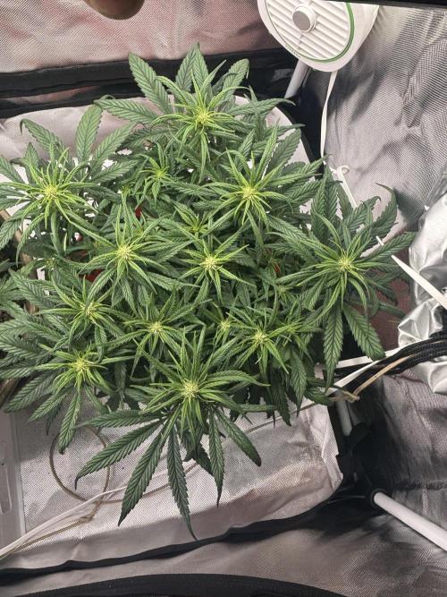 Strawberry gorilla. Week 7