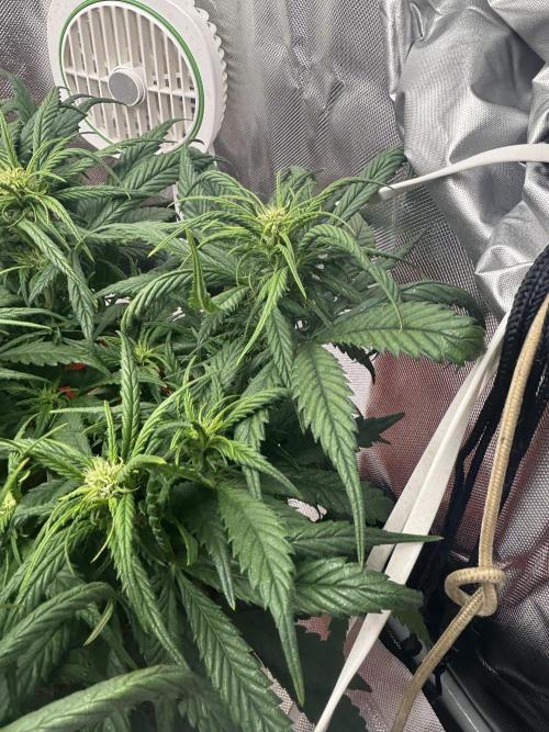 Strawberry gorilla. Week 7