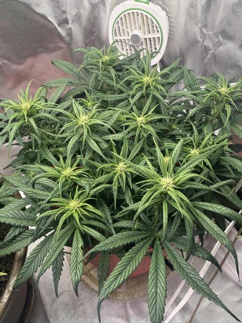 Strawberry gorilla. Week 7