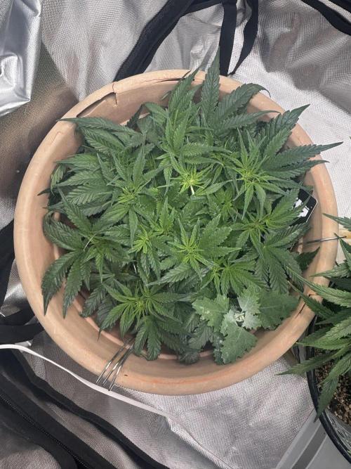 Apple stredel. Week 4