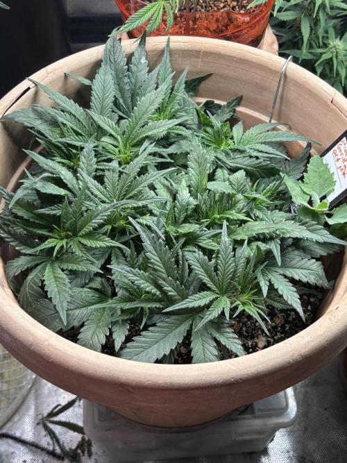 Apple stredel. Week 4