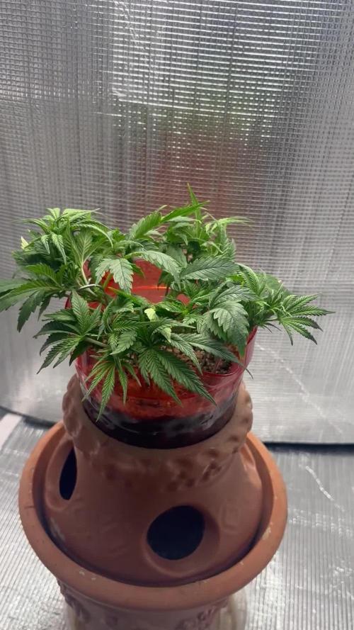 Mix pack from fast buds