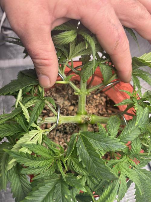 Mix pack from fast buds. Week 3