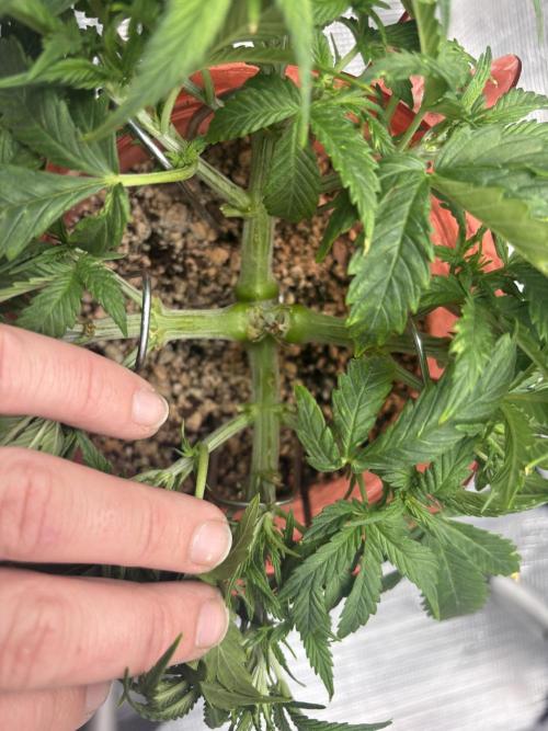 Mix pack from fast buds. Week 3