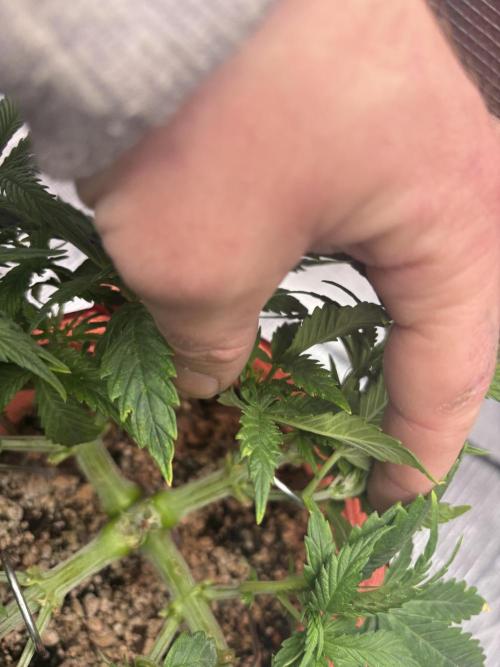 Mix pack from fast buds. Week 3