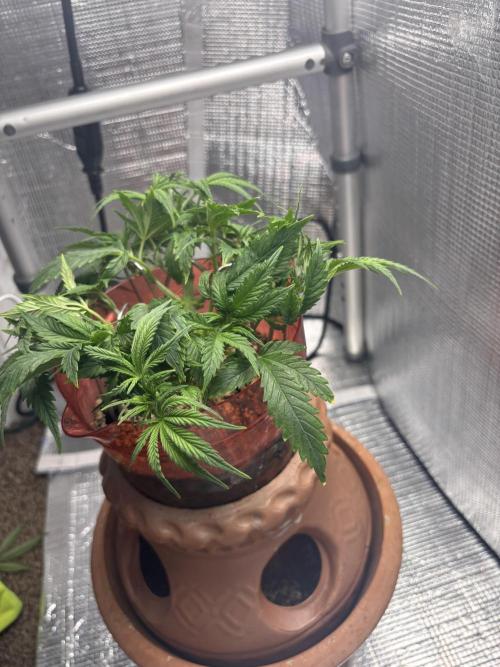 Mix pack from fast buds. Week 3