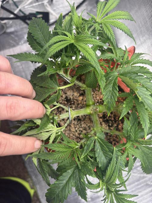 Mix pack from fast buds. Week 3