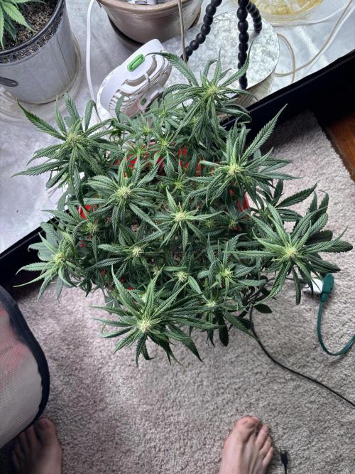 Strawberry gorilla. Week 7