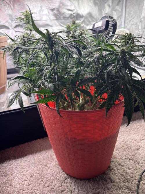 Strawberry gorilla. Week 7