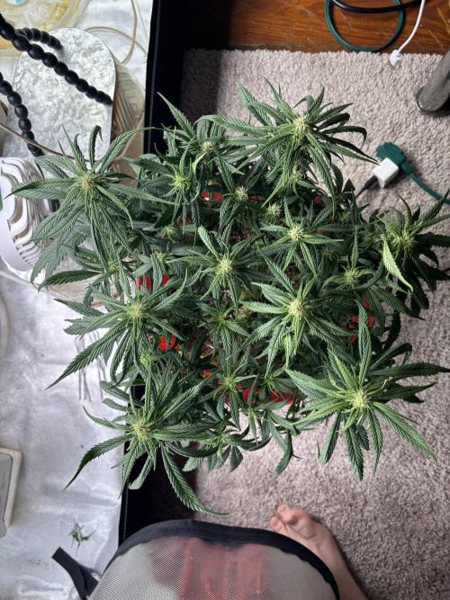 Strawberry gorilla. Week 7