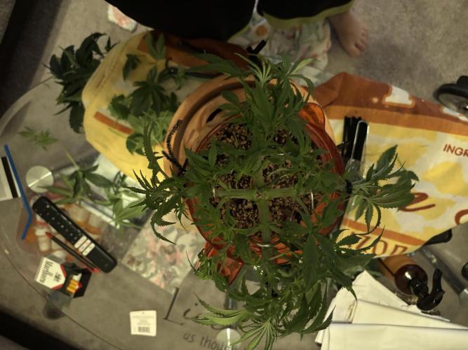 Mix pack from fast buds. Week 3