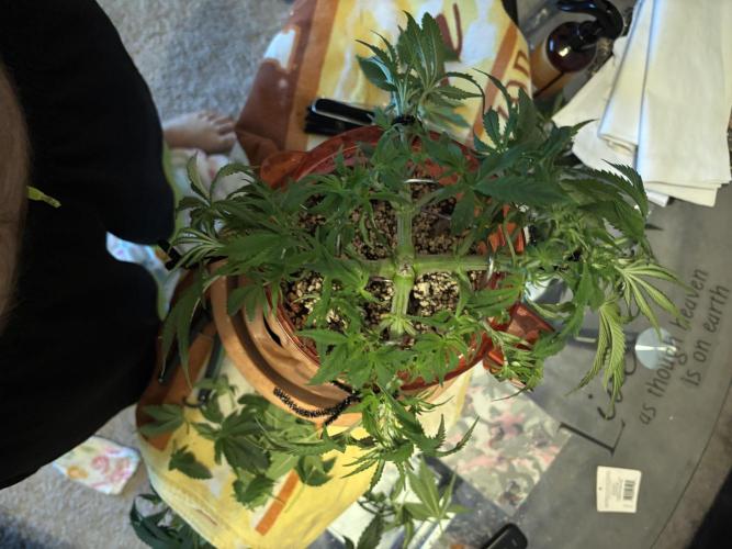 Mix pack from fast buds. Week 3