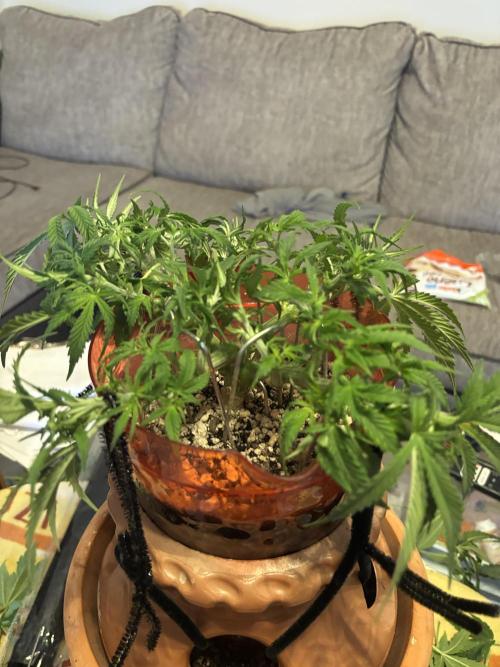 Mix pack from fast buds. Week 3