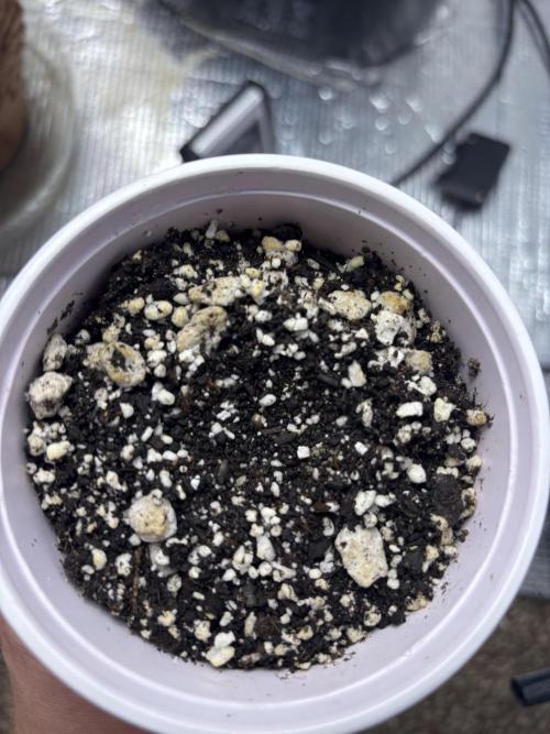 RF3 fastbuds. Week 0 - Gorilla cookies