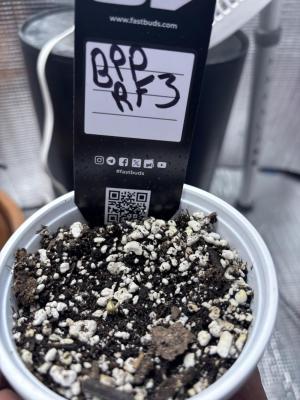 Comment by ChrisNbran photo #1