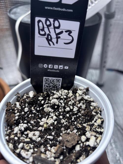 RF3 fastbuds. Week 1