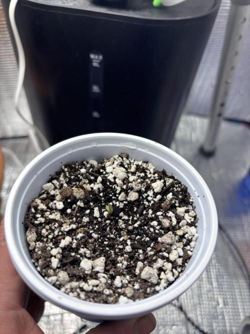 RF3 fastbuds. Week 1