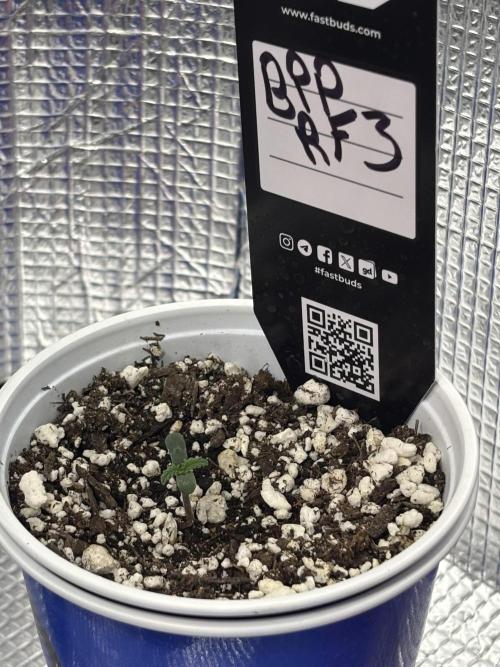 RF3 fastbuds. Week 1