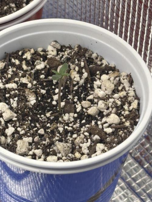 RF3 fastbuds. Week 1