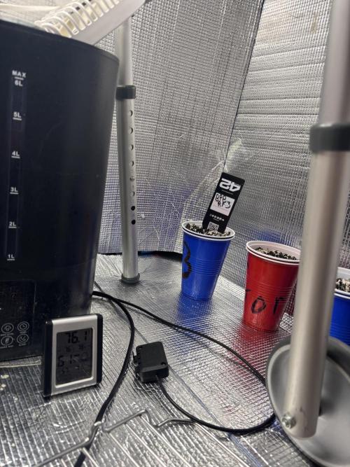 RF3 fastbuds. Week 1