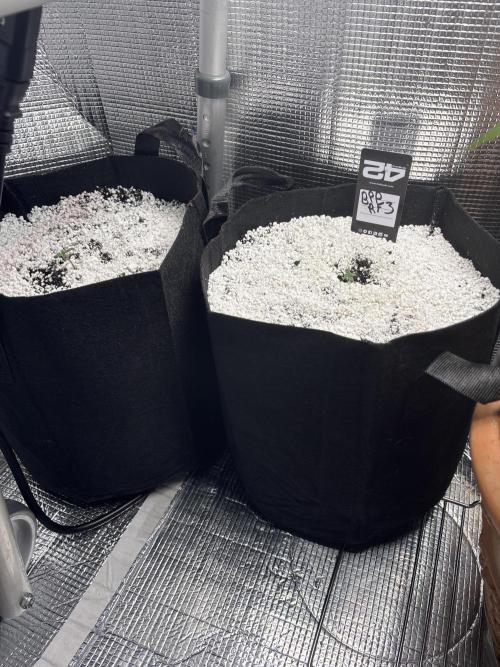 RF3 fastbuds. Week 1