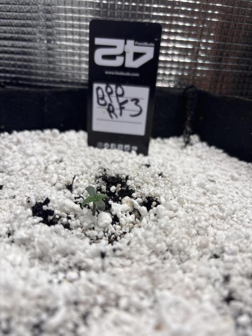 RF3 fastbuds. Week 1