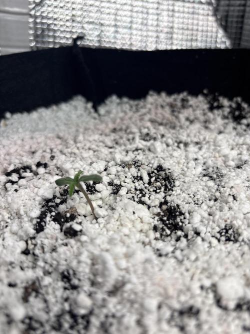 RF3 fastbuds. Week 1