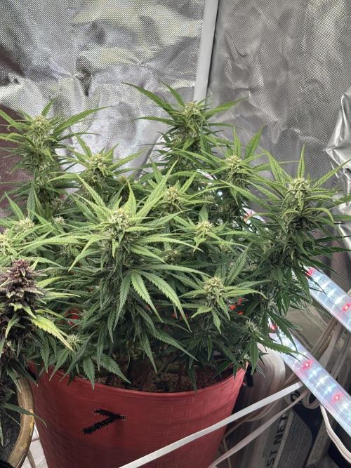 Strawberry gorilla. Week 8