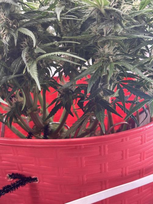 Strawberry gorilla. Week 8