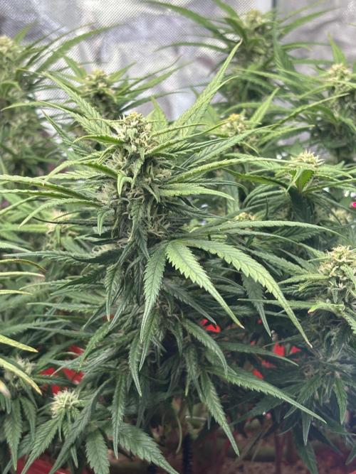 Strawberry gorilla. Week 8