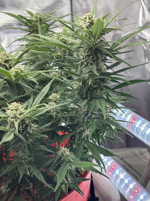 Strawberry gorilla. Week 8