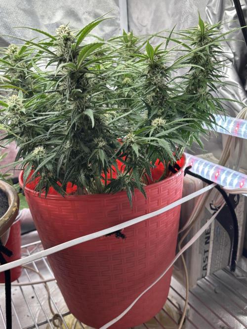 Strawberry gorilla. Week 8